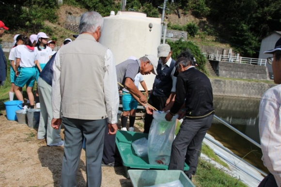 鯉の放流をしました　創意自然