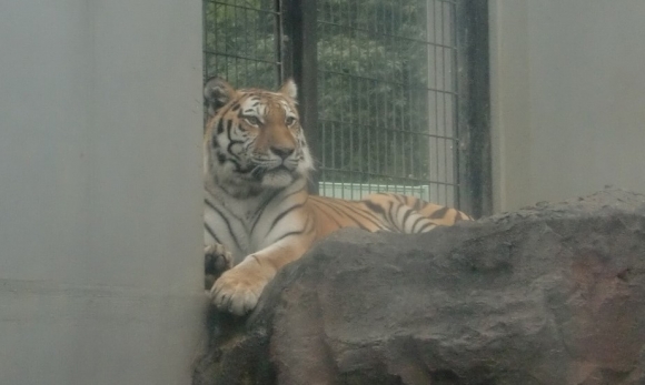 福山市立動物園へ遠足に行ってきました。