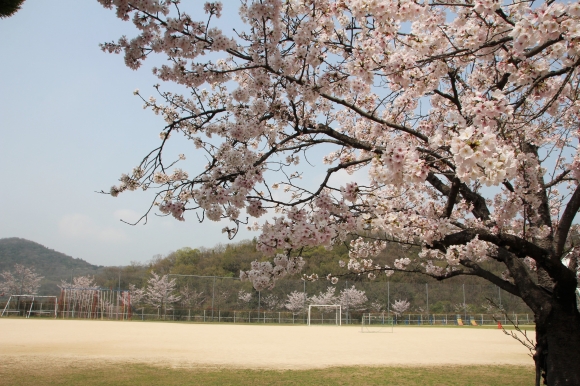 花いっぱいの校内です