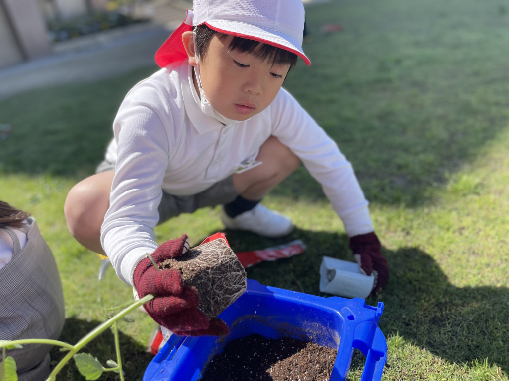 ミニトマトの苗植え