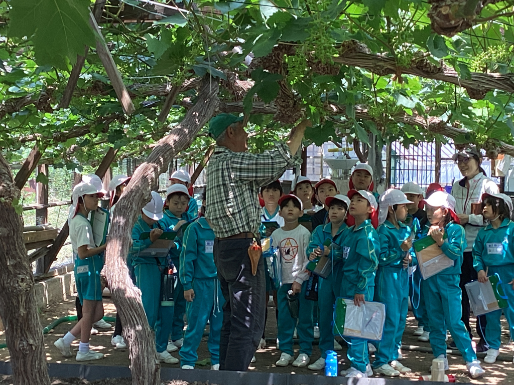 マスカット見学