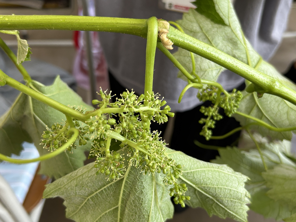 ぶどうの花はとっても小さかったね。