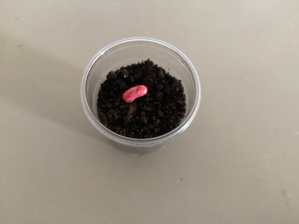 土にうめず、おいてみる実験