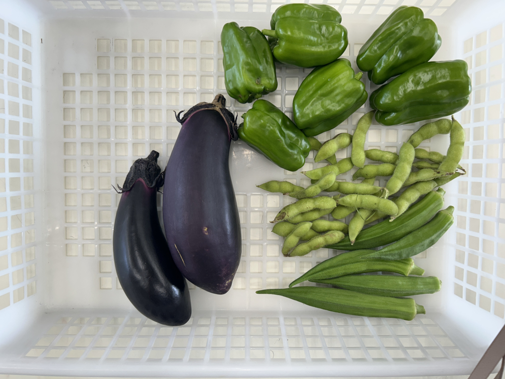 夏野菜の収穫