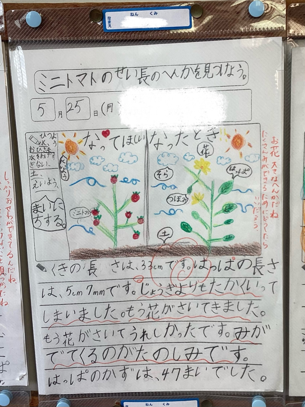 観察シート