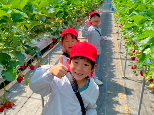 いちご狩り