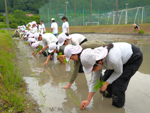 田植え