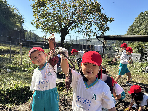 芋ほり体験